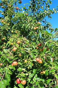 花园里种满苹果的苹果树图片