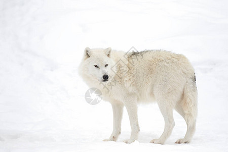 加拿大冬季积雪时北极野狼图片