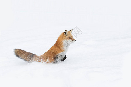 在加拿大Algonquin公园新降雪的中奔跑着一条灌木尾巴图片