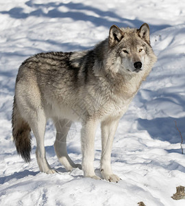 一个独身的木材狼或灰狼CanisLupus孤立于白色背景背景图片