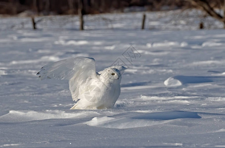 雪猫Buboscanddiacus男起身在加拿大渥太华的雪背景图片
