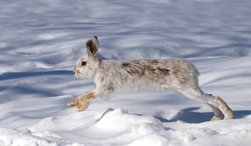 加拿大冬季雪中跑来去的白雪蜂或不同品种的白雪野图片