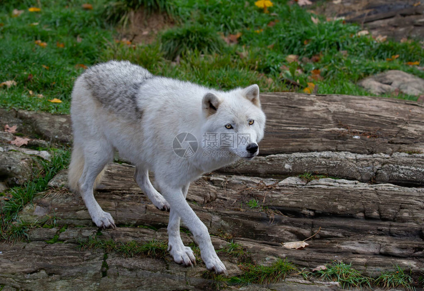 加拿大春天在草原上行走的北极狼紧图片