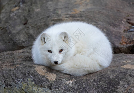 北极狐VulpesLaxopus在加拿大冬图片