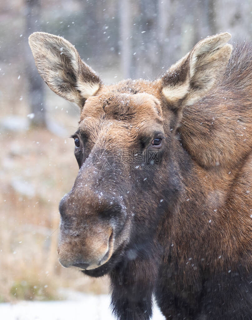 加拿大降雪时红鹿与投下鹿角的牛驼图片