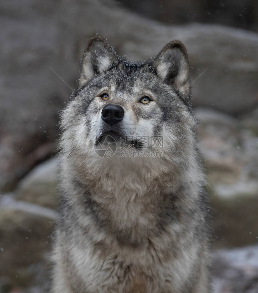 加拿大冬季的独一木材狼或灰狼CanisL图片