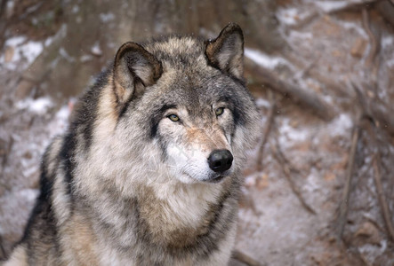 加拿大冬季的独一木材狼或灰狼CanisL图片