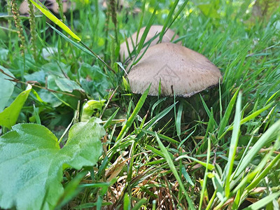 草地上的青白绿蘑菇在秋森图片