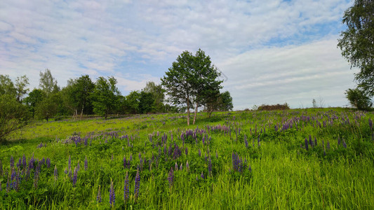 春季景观免费有小径和树木背景图片