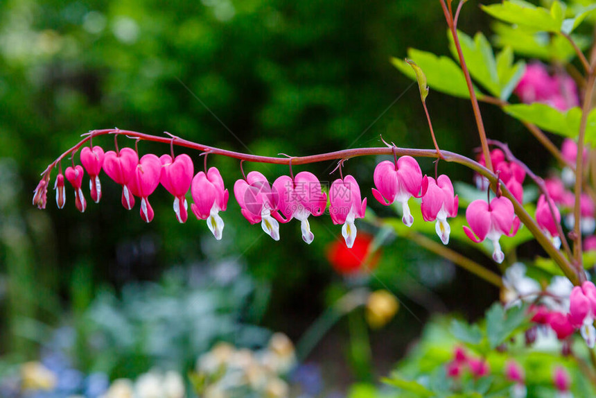 春花石竹园中石竹花图片