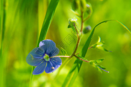 勿忘我花宏与鲜绿色的叶子绿色背景上的蓝色花朵盛开的图片