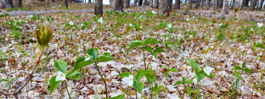 雪白延龄草Trilliumnivale野生花卉在威斯康星州受到保护图片