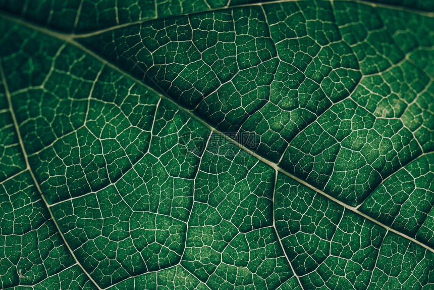 剪切叶质绿色热带植物密闭自然植物本背景摘要选择焦点宏图片