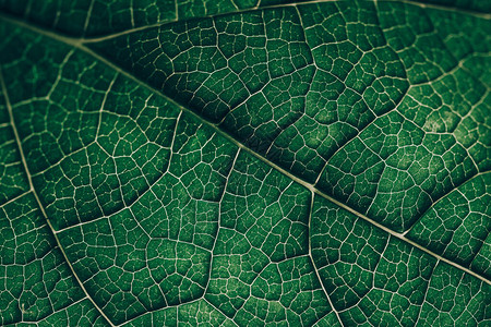 剪切叶质绿色热带植物密闭自然植物本背景摘要选择焦点宏图片