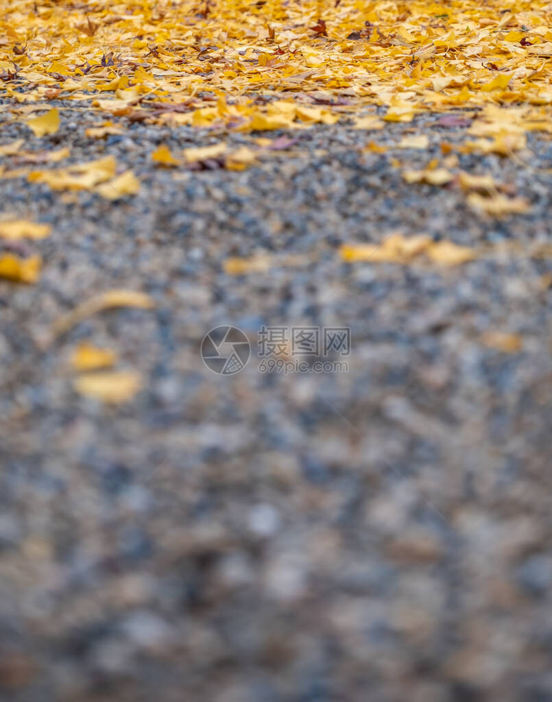 秋天有黄色金果树叶覆盖的图片
