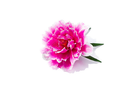 维尔多拉加白色背景的粉红色波图拉卡花朵Portulacaoletrace背景