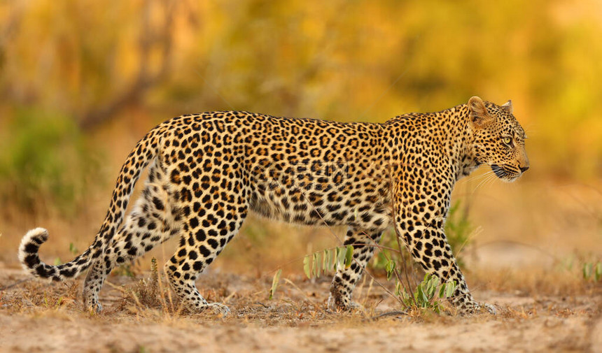 非洲豹Pantheraparduspardus年轻的雌在最后的夜光中在其领土上巡逻从地面拍摄的具有彩色背图片