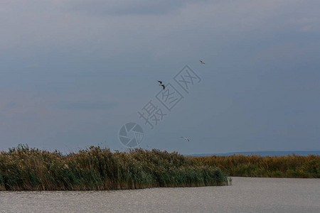 海鸥在芦苇湖上飞翔图片