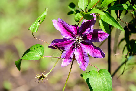 一朵精致的紫色Akaishi铁线莲花图片