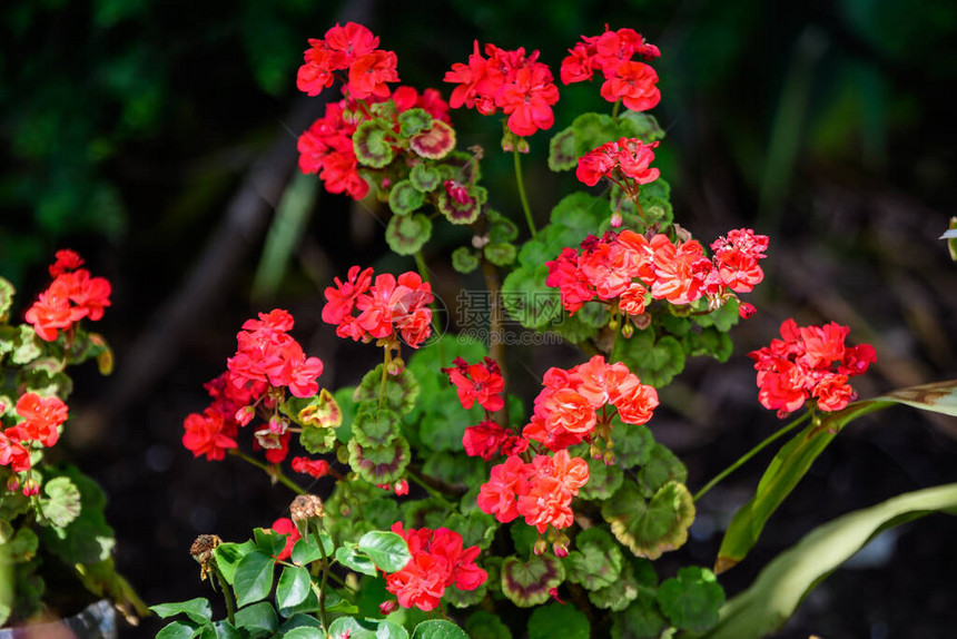 花园中盆栽中鲜艳的红色天竺葵花图片