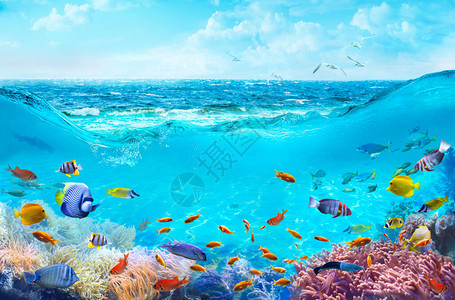 沿海水域的五颜六色的热带鱼海底世界的动物生活在珊瑚礁图片