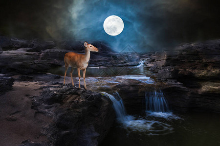 鹿站在一个小瀑布上在岩石般的高速中晚上与月亮和月光一起喝酒图片