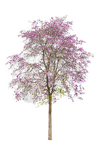 与美丽的印地安人树或大肠杆菌癌相隔绝所有的粉红色花朵都放在白色背景图片