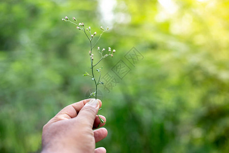 香草园中盛开的甜菊花选择聚焦图片