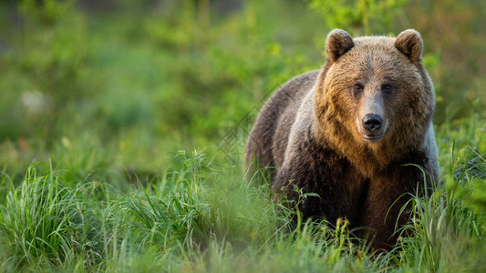 棕熊乌苏斯弧托斯图片
