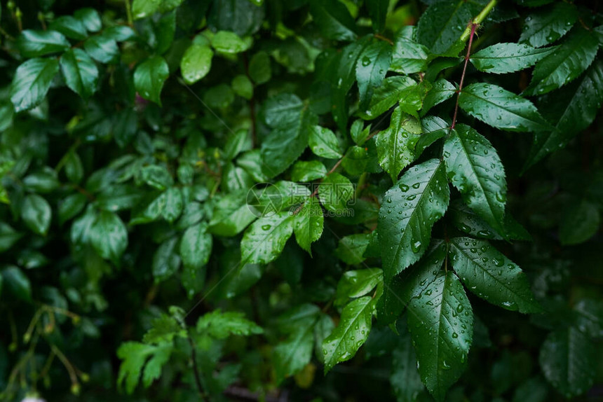新鲜绿叶背景下雨后水滴的特写图片