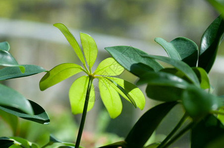 绿色的光滑的和闪亮的沙夫拉叶子植物学巨幅摄影背景图片