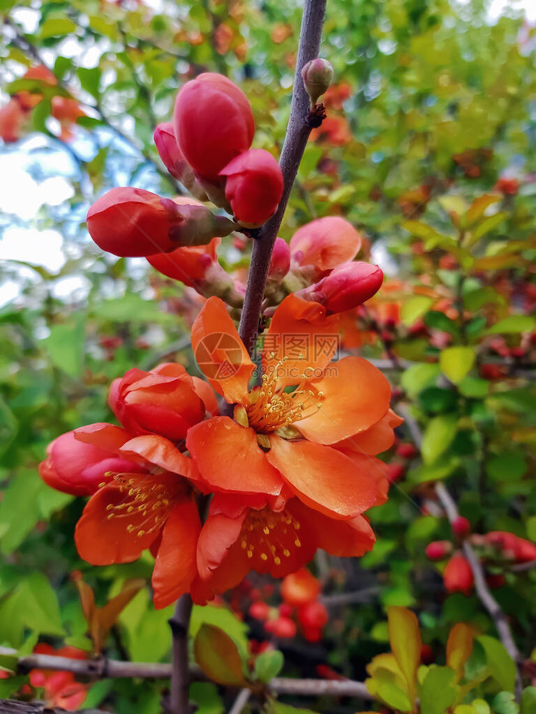 树枝上有红色美丽的花朵日本图片