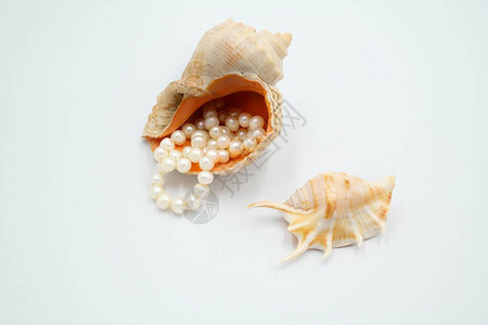 和珍珠项链海壳被隔离在白色的海壳上图片