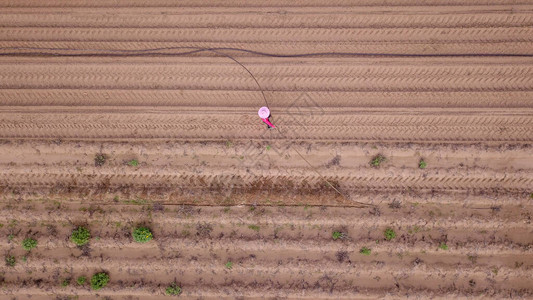 农民手工在农业田里放长的灌溉水龙图片