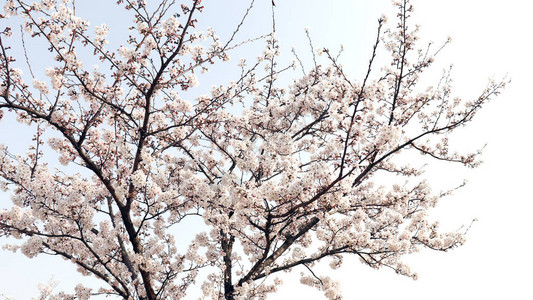公园里盛开的樱花树图片