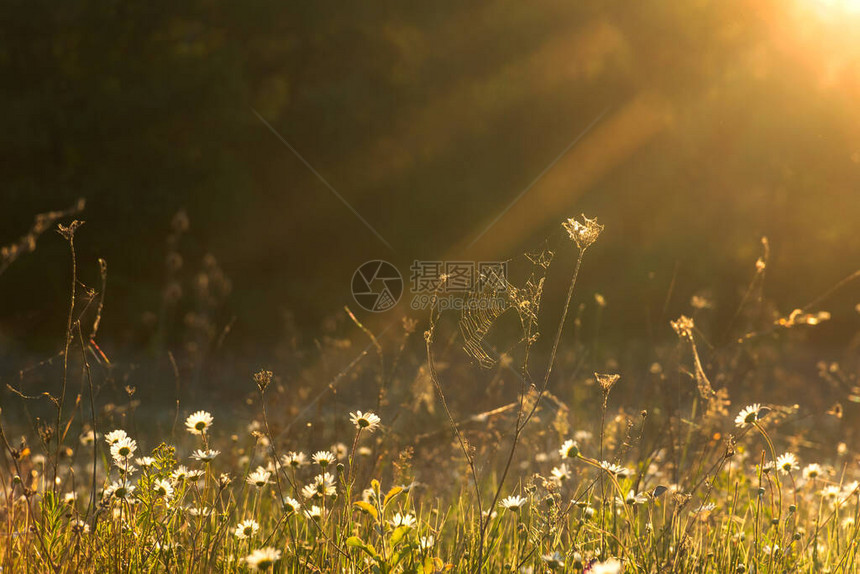 阳光下的雏菊傍晚的阳光用雏菊照亮了草地草地上发光的蜘蛛网美丽的夏日落在太阳的光芒中图片