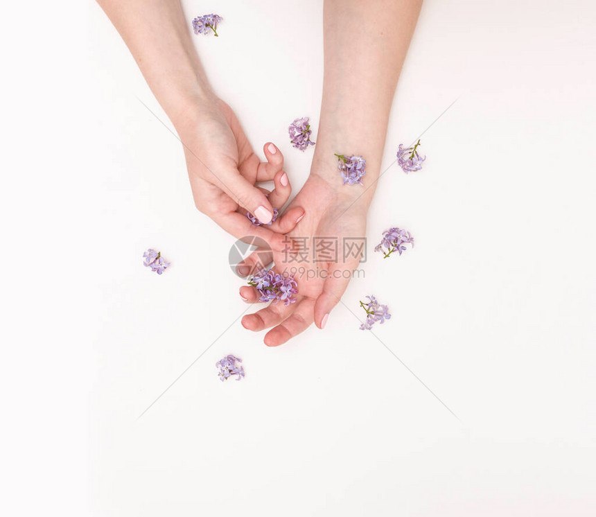 手部护理抗皱抗衰老霜水疗的概念美丽的女手与淡紫色花在白色图片