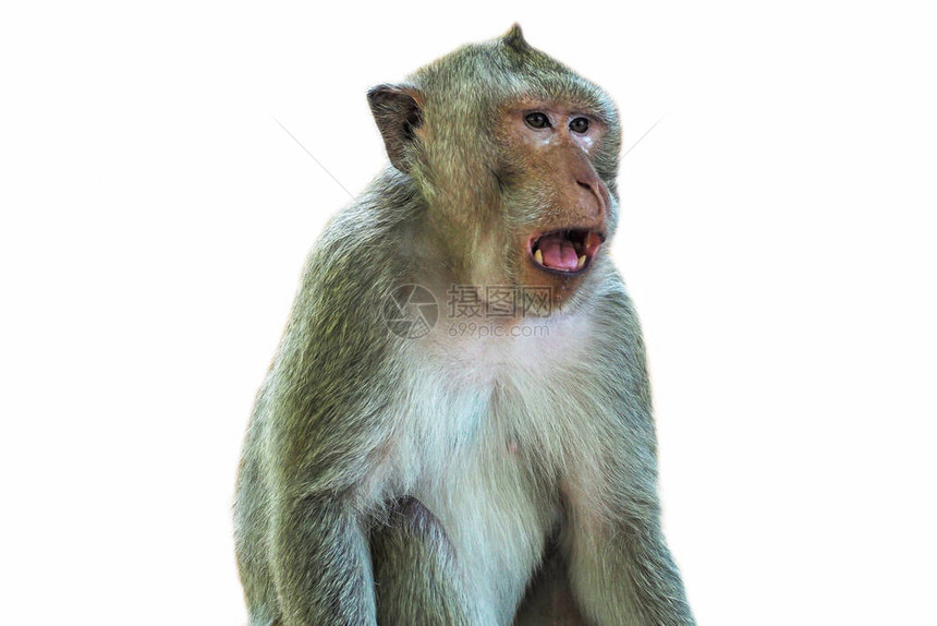 白色背景上的食猴蟹猕猴图片
