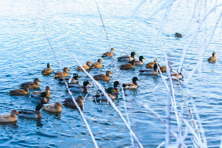 冬湖鸭群图片