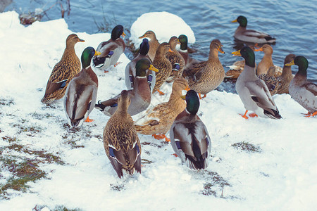 冬天湖上的鸭子吃玉米图片