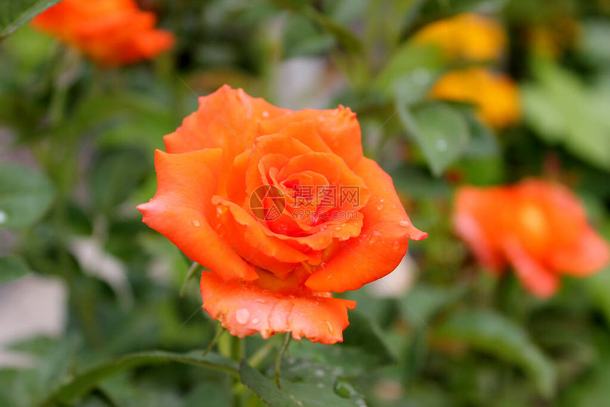 雨后美丽的玫瑰花图片