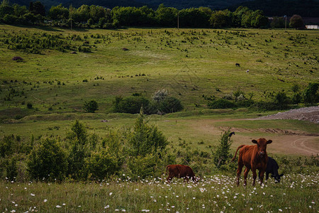 幼崽在农场附近的斜坡上吃新鲜绿草春田景图片