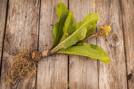 生长季节结束时木制背景的松菠萝利Eucomi图片