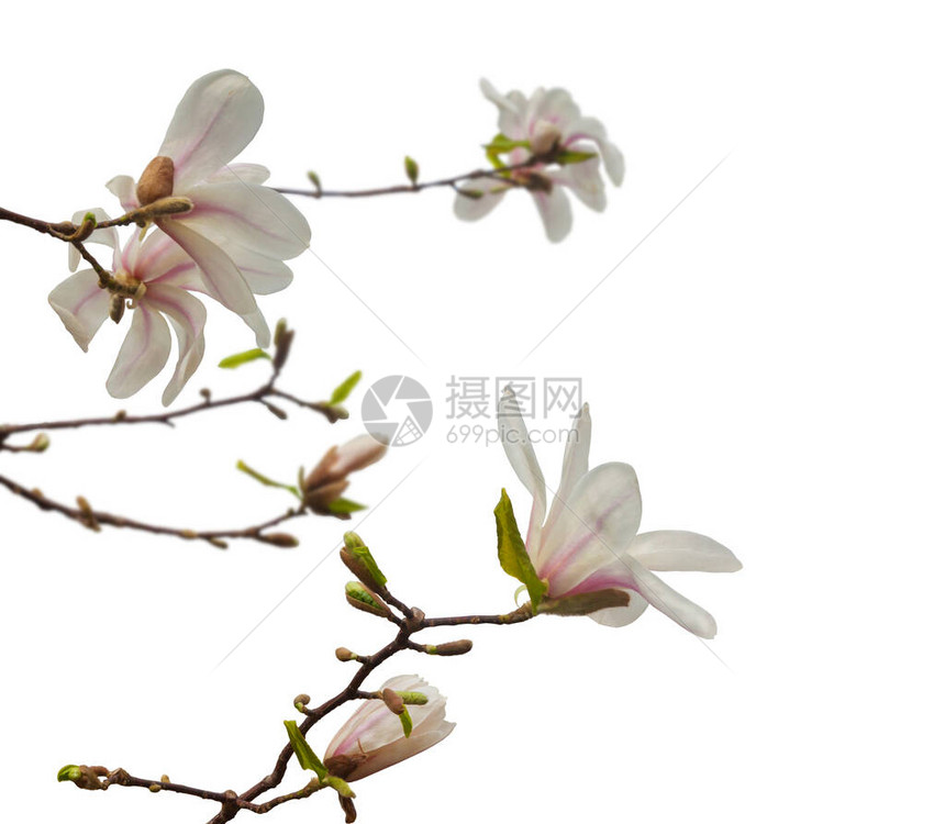 在白色背景中分离的花朵选择焦点图片