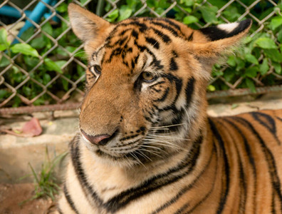 人工饲养老虎是一项跨越全球的大型动物贸易图片