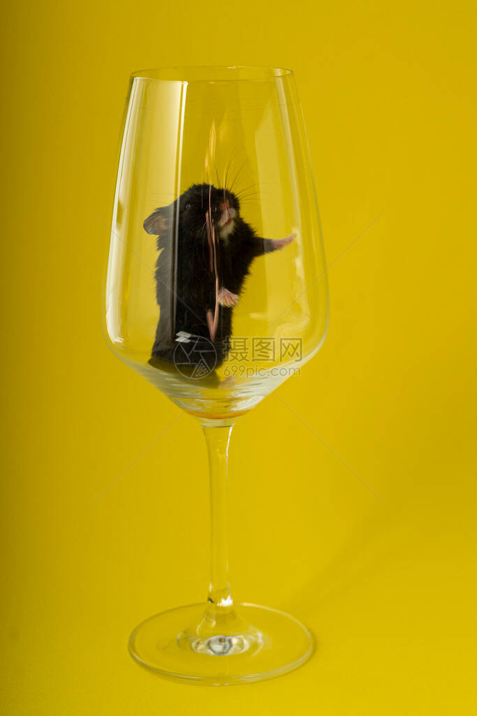 在黄色背景上高透明葡萄酒杯中的小型黑仓鼠图片