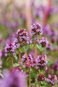 花园百里香的花和茎药草图片