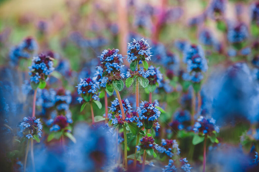 蓝野胸花的田野俄罗斯的药用图片