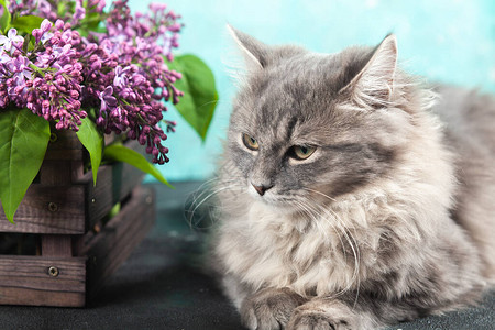 一只漂亮可爱的蓬松毛茸条纹灰色小猫正坐在棕色木箱旁图片