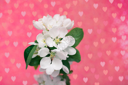 粉红背景的白花和红心春间剪图片